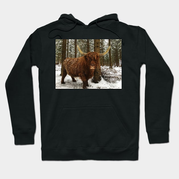 Scottish Highland Cattle Cow 2184 Hoodie by SaarelaHighland